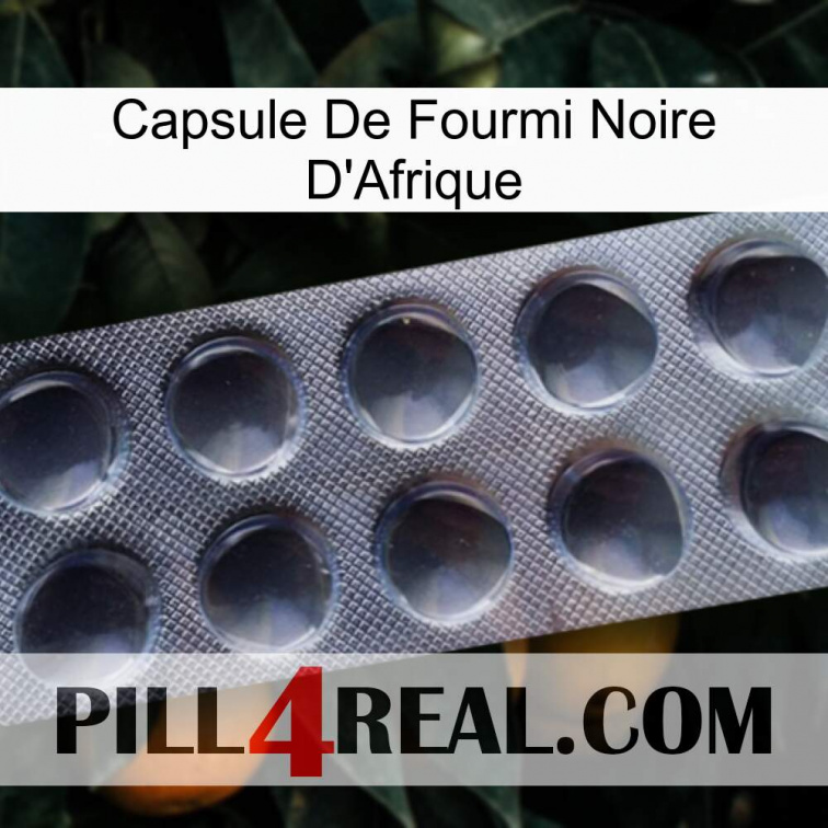 Africa Black Ant Capsule 30